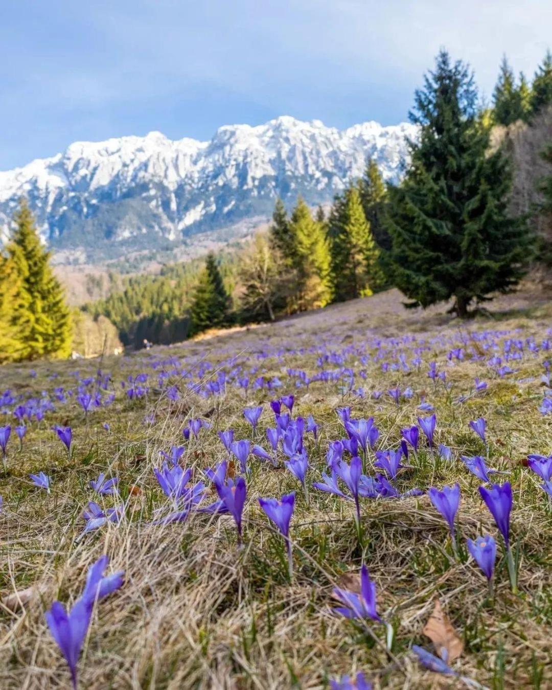 Cazare Zorilor Zărneşti Pokój zdjęcie